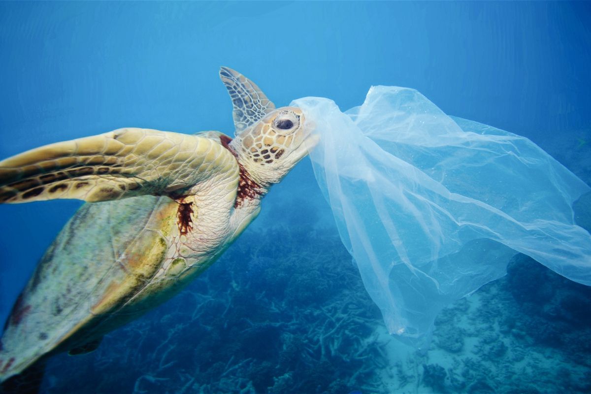 Confronting Ocean Plastic Pollution