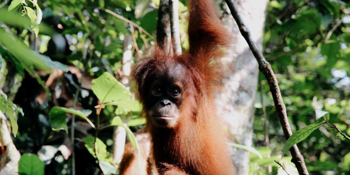 Rainforest Rescue: Protecting the world’s oldest tropical rainforest