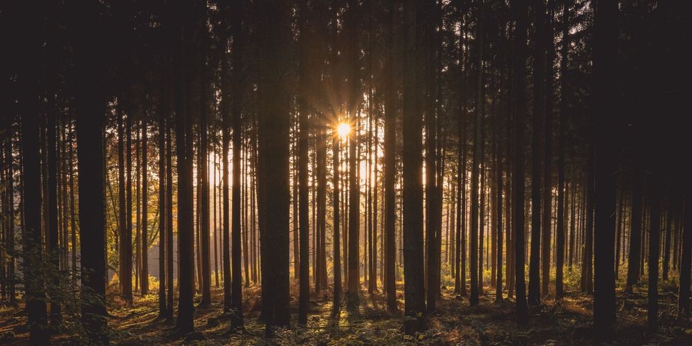 DEANNE FIRTH – A WIDER VIEW OF PROTECTING OUR LAND