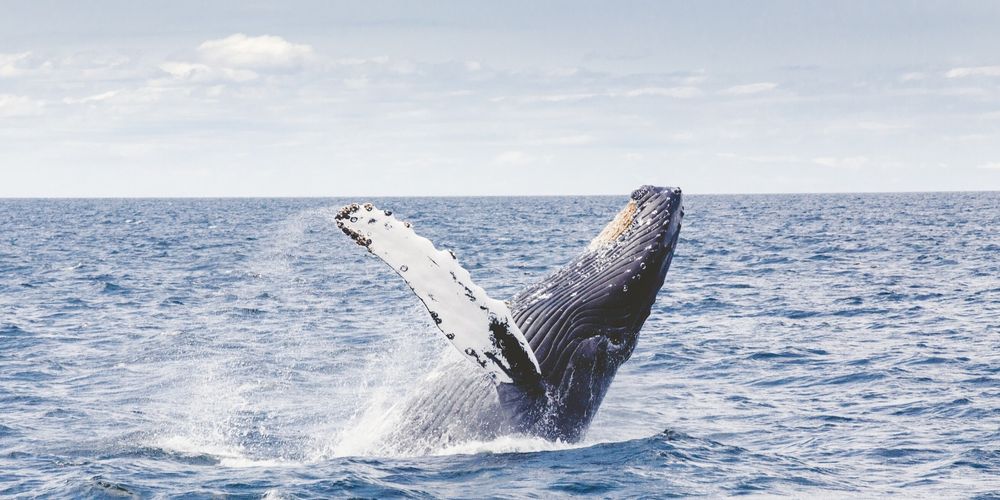 DOUGLAS BARRA – GIVING THE OCEAN A HAND UP