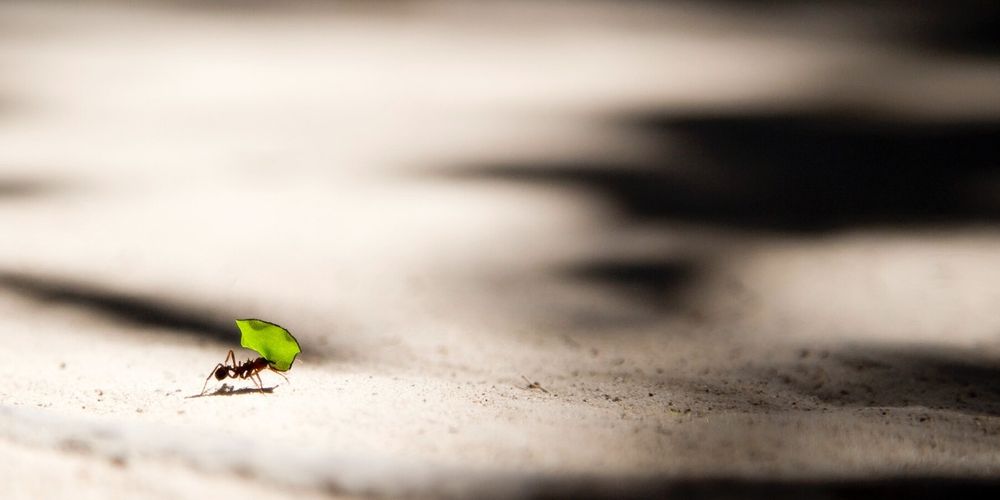 BEING SMALL. BEING BIG.