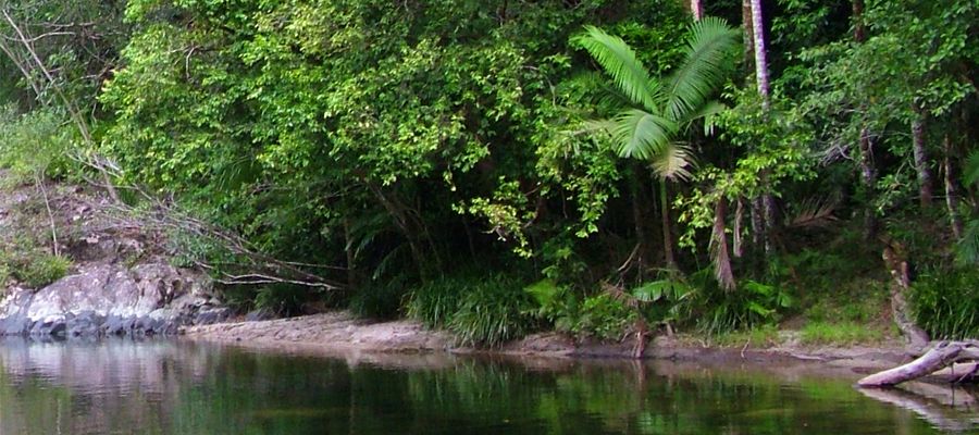 OFFSETTING AIR TRAVEL CARBON ONE TREE AT A TIME