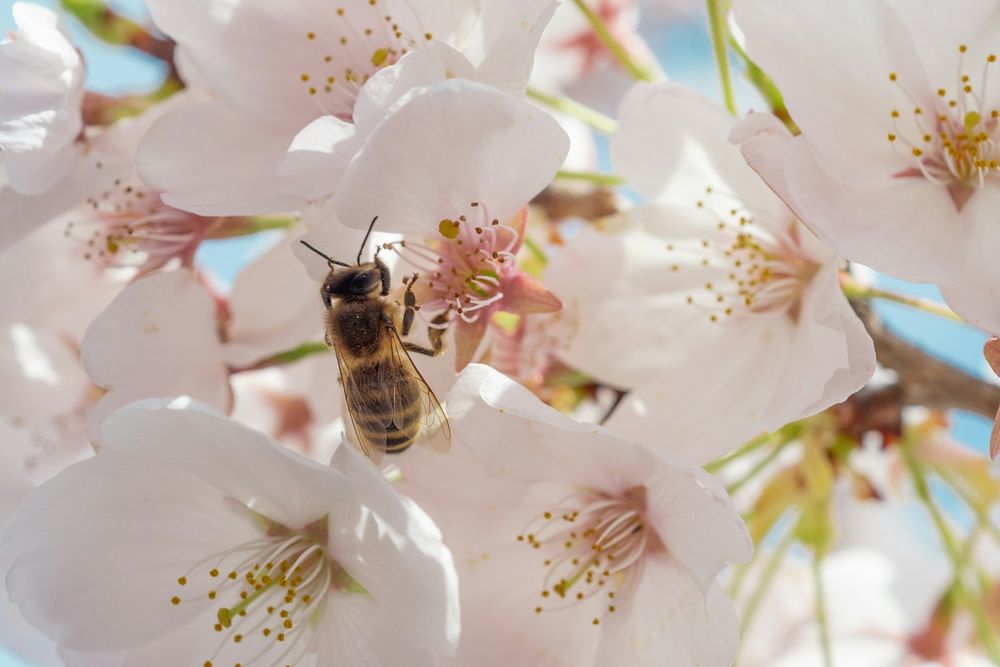 The Future of Food Depends on Bees – Here’s How You Can Help