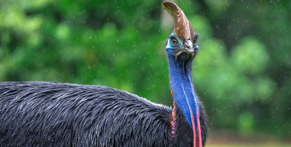 BIG BIRD RESCUES THE RAINFOREST