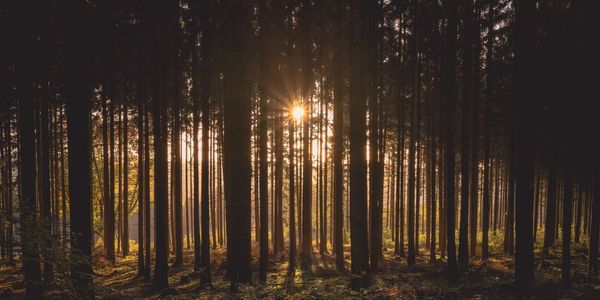 DEANNE FIRTH – A WIDER VIEW OF PROTECTING OUR LAND