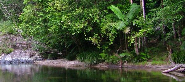 OFFSETTING AIR TRAVEL CARBON ONE TREE AT A TIME