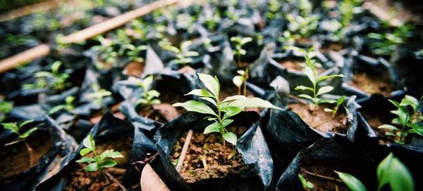 NOW YOU CAN OFFSET YOUR CARBON EMISSIONS WITH B1G1 PROJECTS