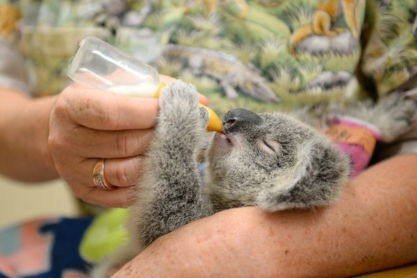 THREE MEANINGFUL WORTHY CAUSES SHAPING THE ANIMAL WELFARE LANDSCAPE