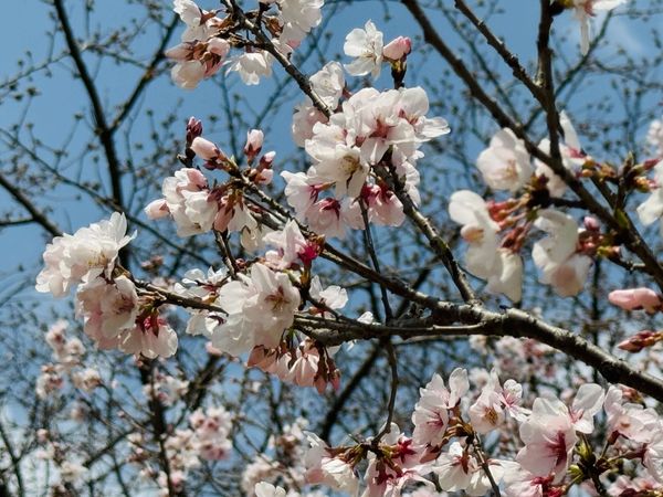 Embracing Wabi-Sabi Leadership: Nurturing a Culture of Good and Sustainability