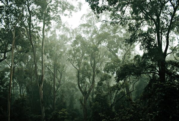 Protecting Our Forests: The Key to a Sustainable Future